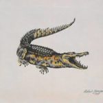 Lacoste Crocodile 1927