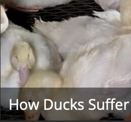 Peta Ducks